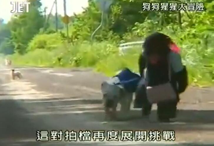 《狗狗猩猩大冒险》：小庞现状惊喜连连，解析人类生活的奥秘